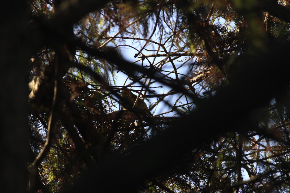Cape May Warbler - ML642977814