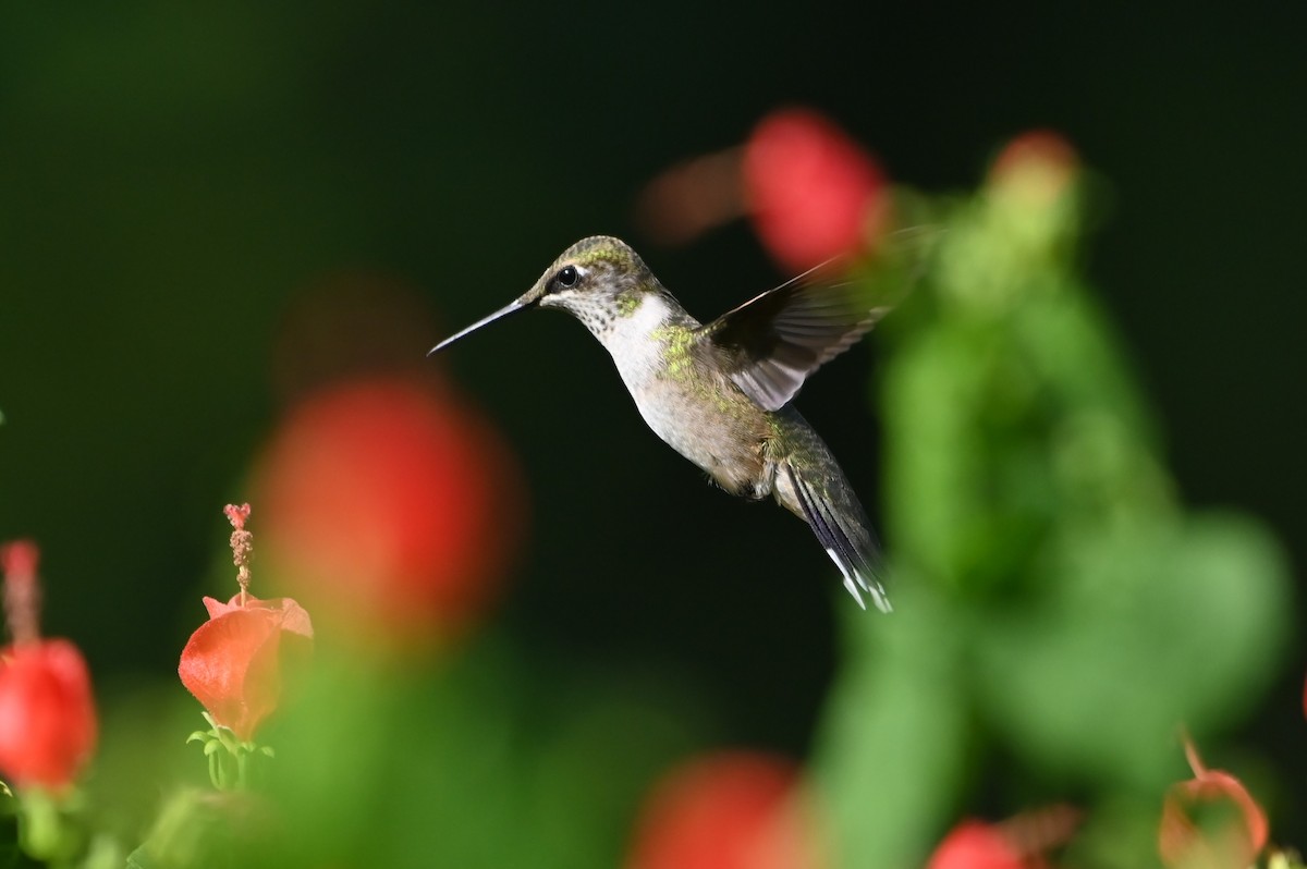 Ruby-throated Hummingbird - ML642977865