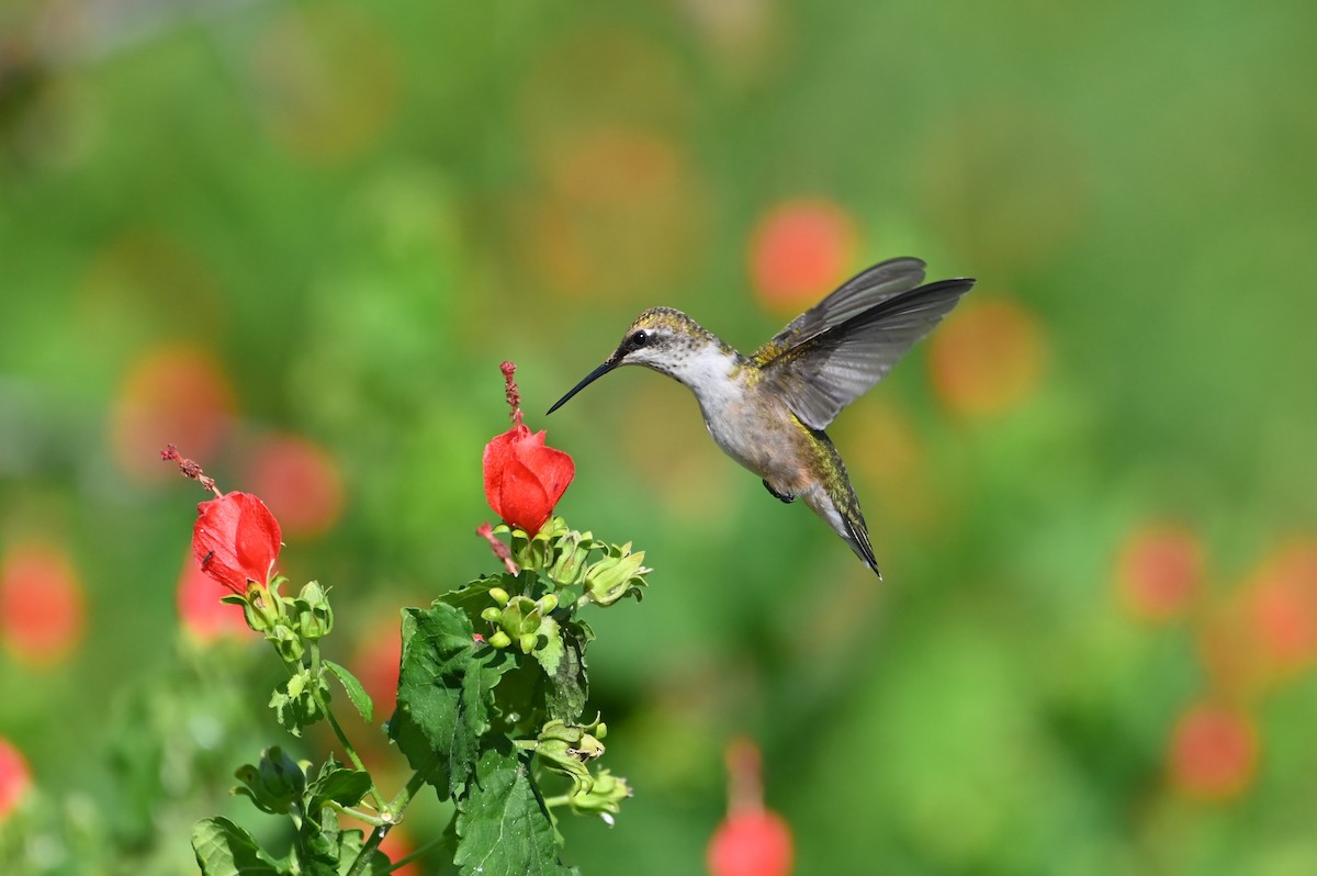 Ruby-throated Hummingbird - ML642977866
