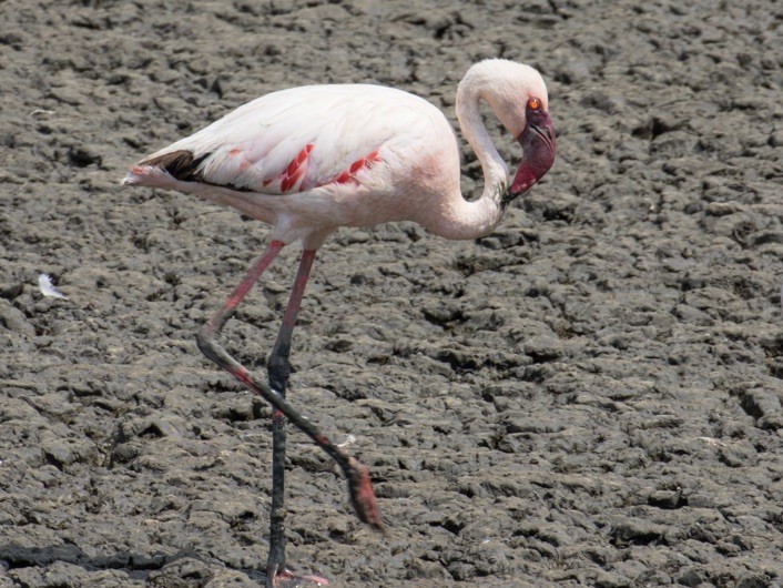 Lesser Flamingo - ML642977868