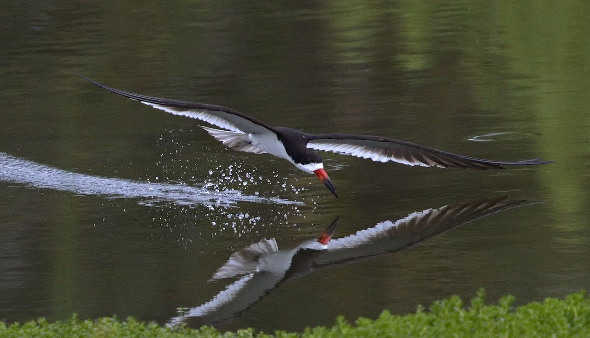 Black Skimmer - ML642977869