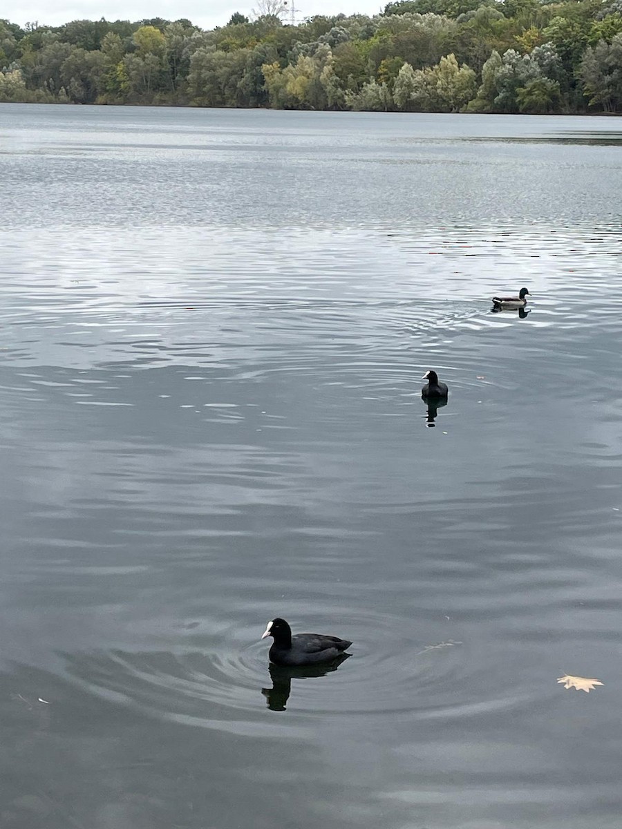 Eurasian Coot - ML642977874