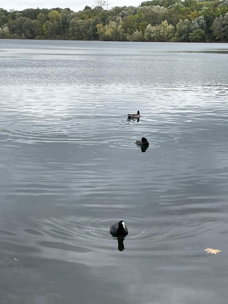 Eurasian Coot - ML642977875