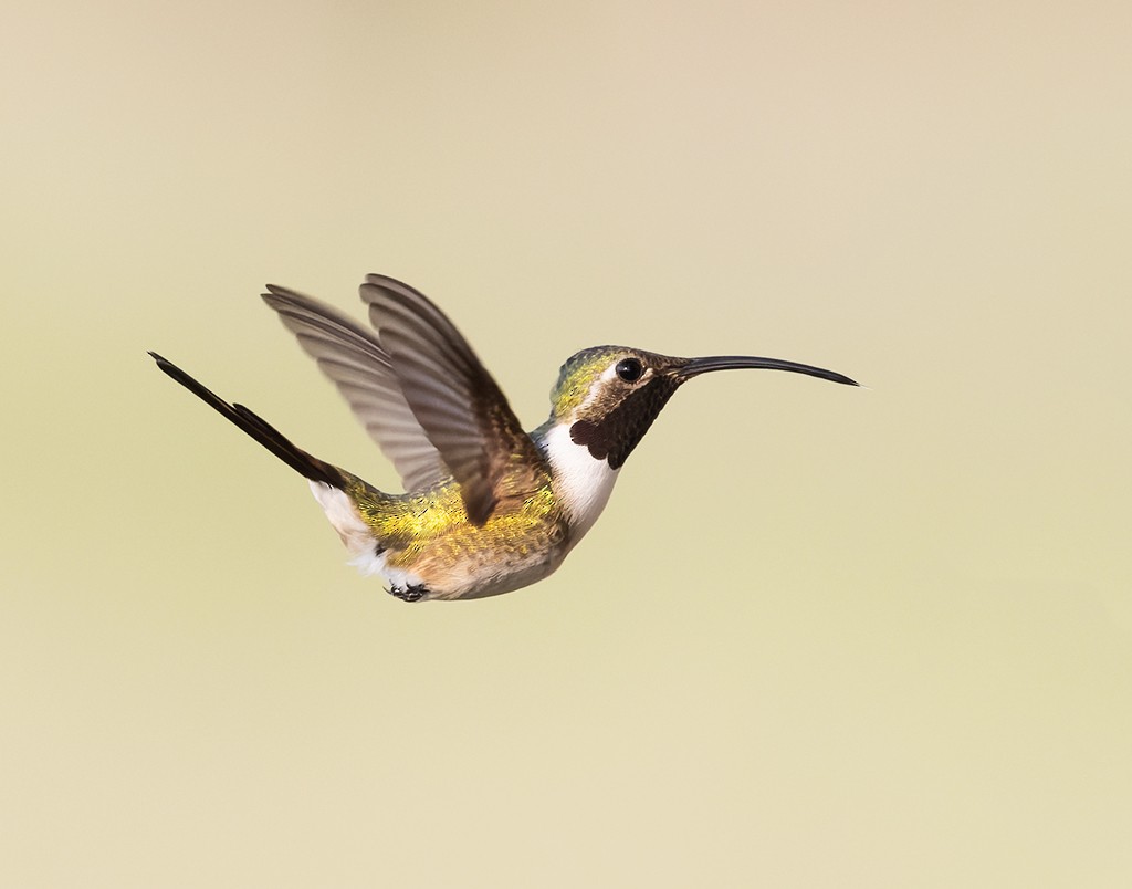 Mexican Sheartail - ML642977877