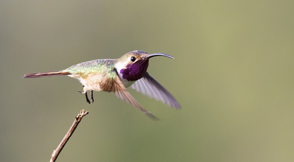 Mexican Sheartail - ML642977878