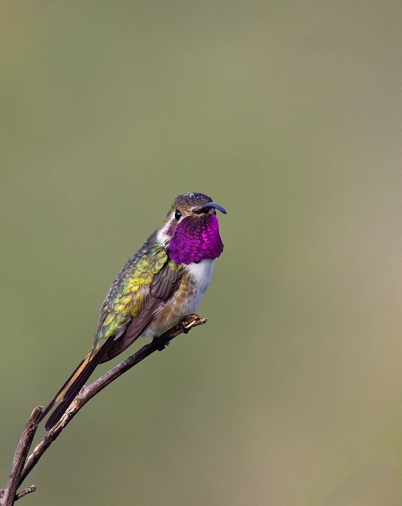 Mexican Sheartail - ML642977879