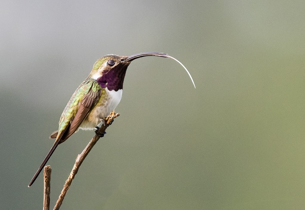 Mexican Sheartail - ML642977880