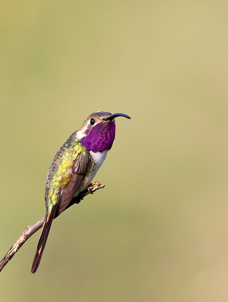 Mexican Sheartail - ML642977881