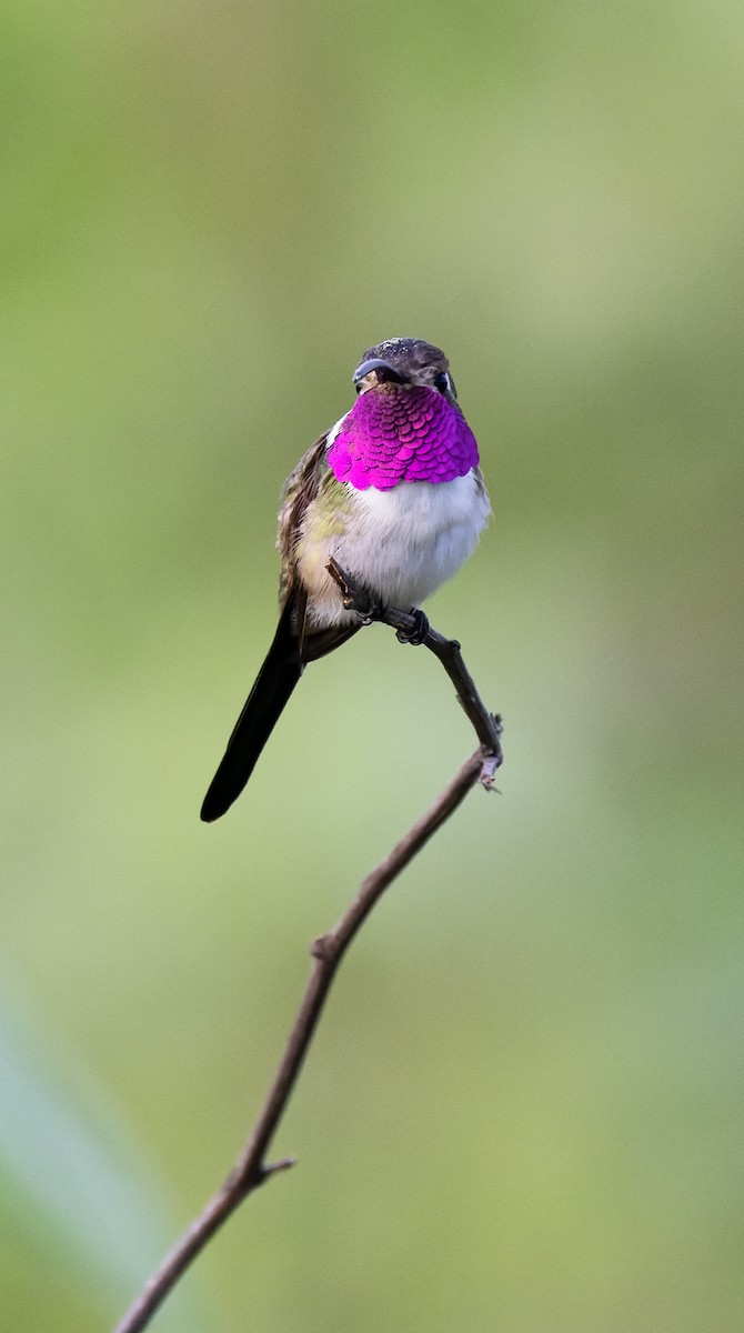 Mexican Sheartail - ML642977882