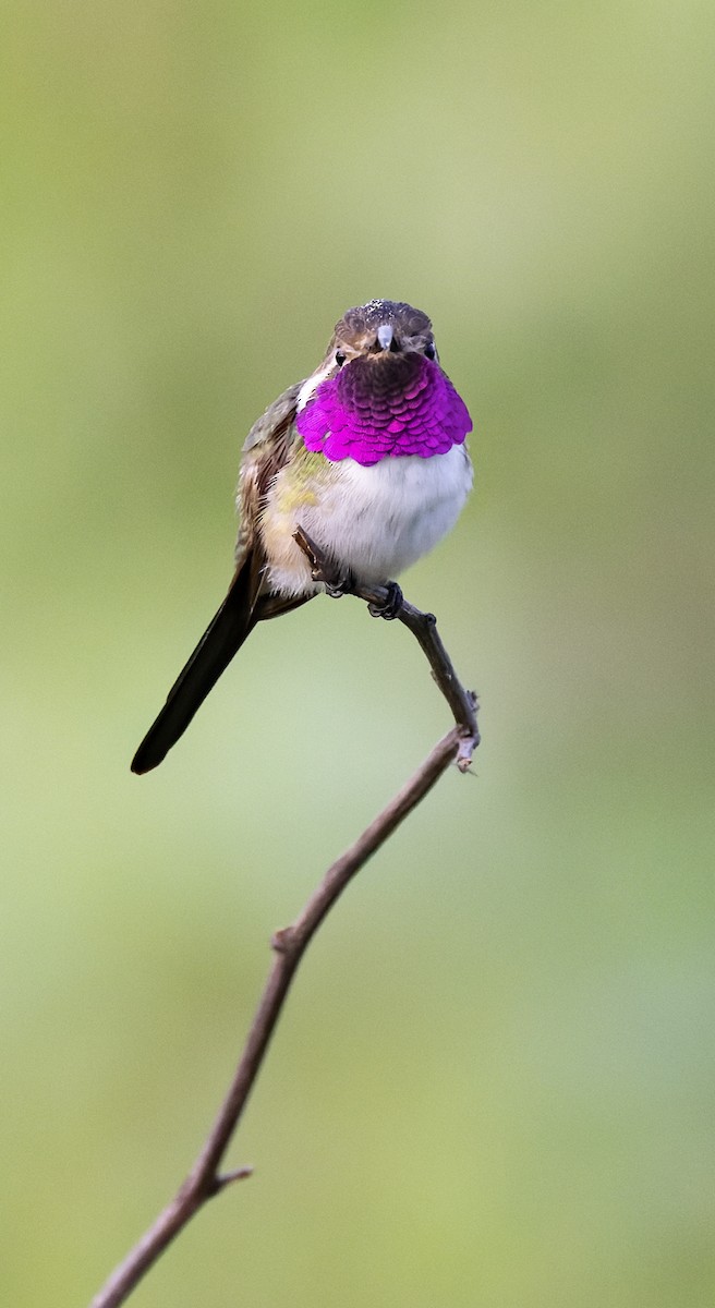 Mexican Sheartail - ML642977883