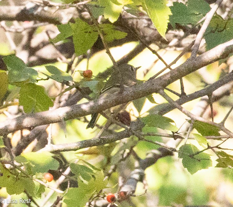 Ruby-crowned Kinglet - ML642977887