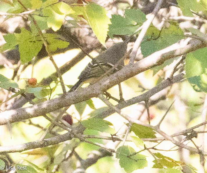 Ruby-crowned Kinglet - ML642977888