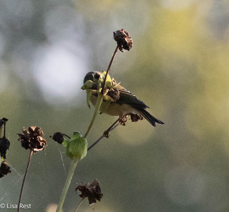Ruby-crowned Kinglet - ML642977889