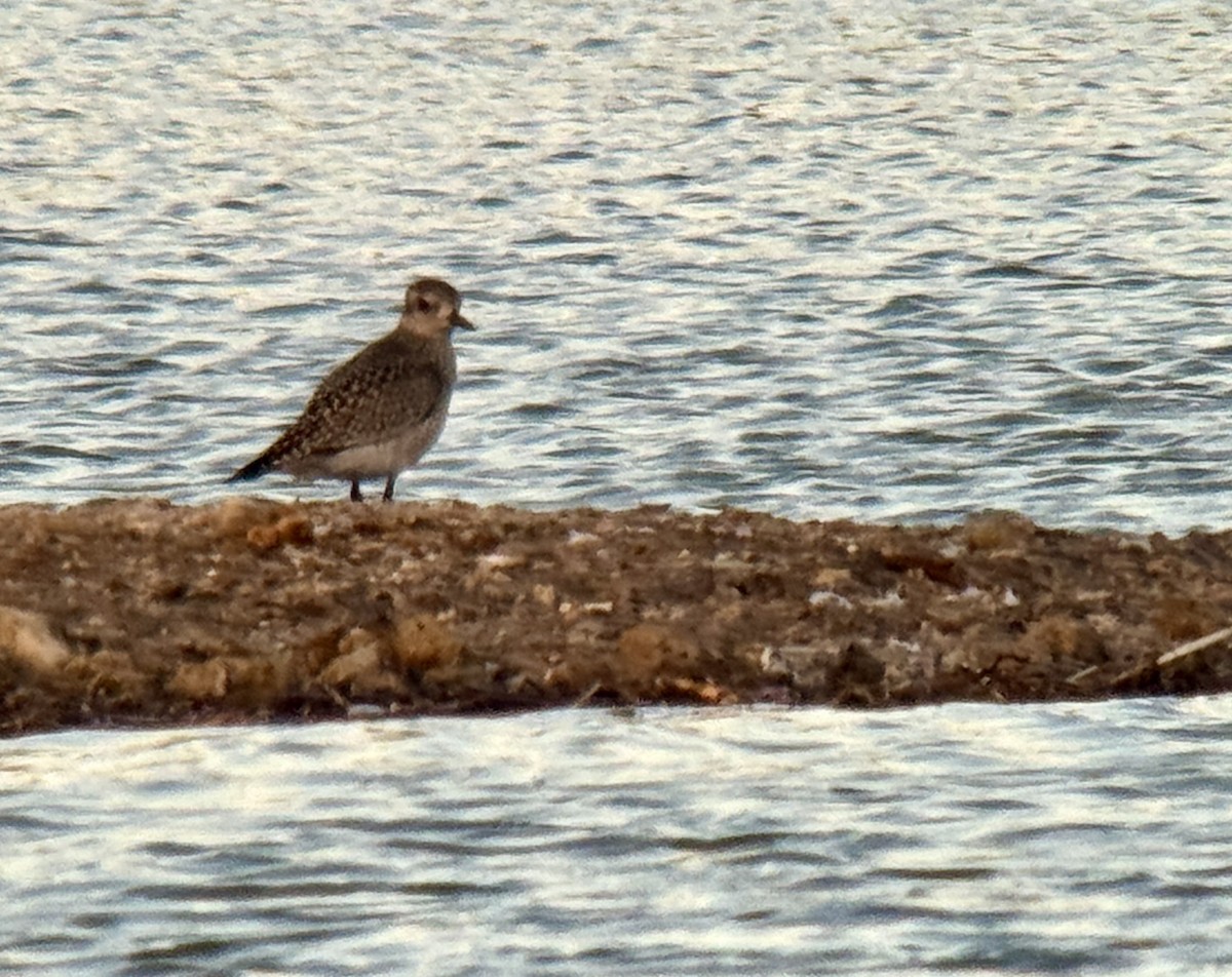 Pivieressa - ML642977890