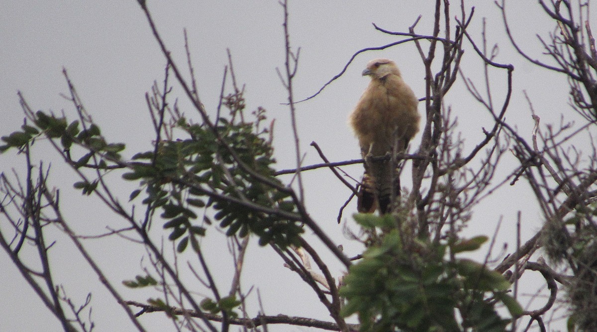 Yellow-headed Caracara - ML642977892