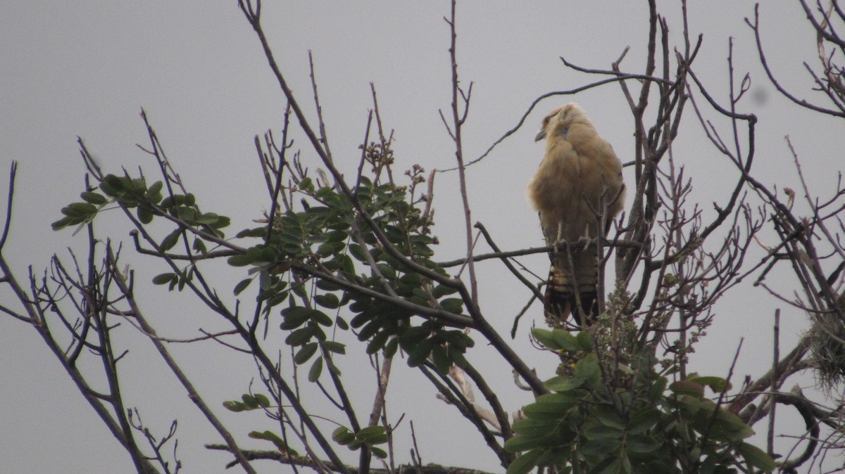 Yellow-headed Caracara - ML642977894