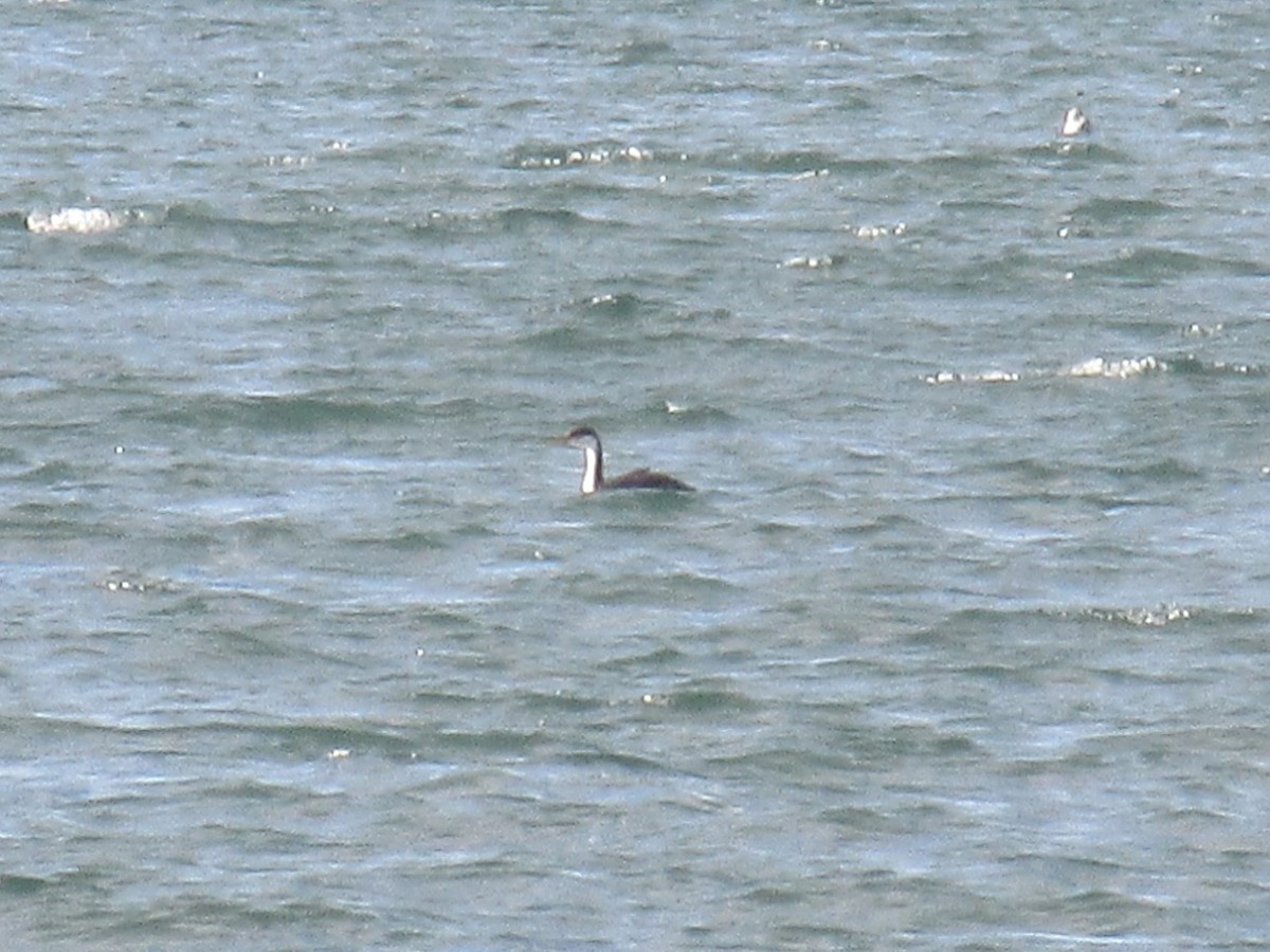 Western Grebe - ML642977898