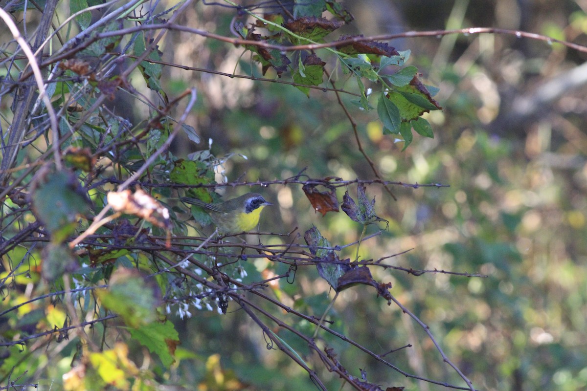 Common Yellowthroat - ML642977931