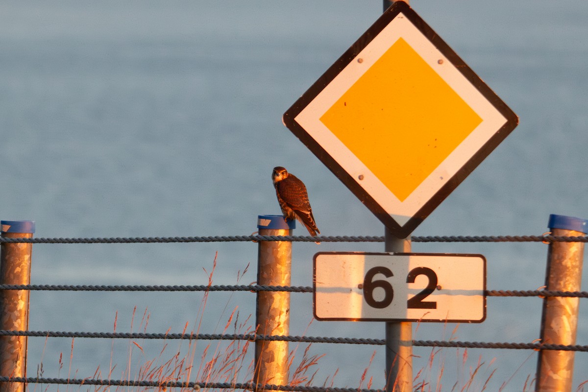 Merlin - ML642977950