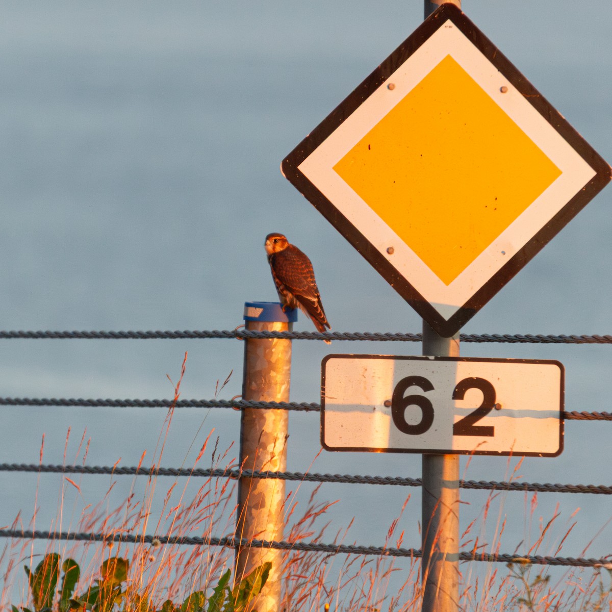 Merlin - ML642977951