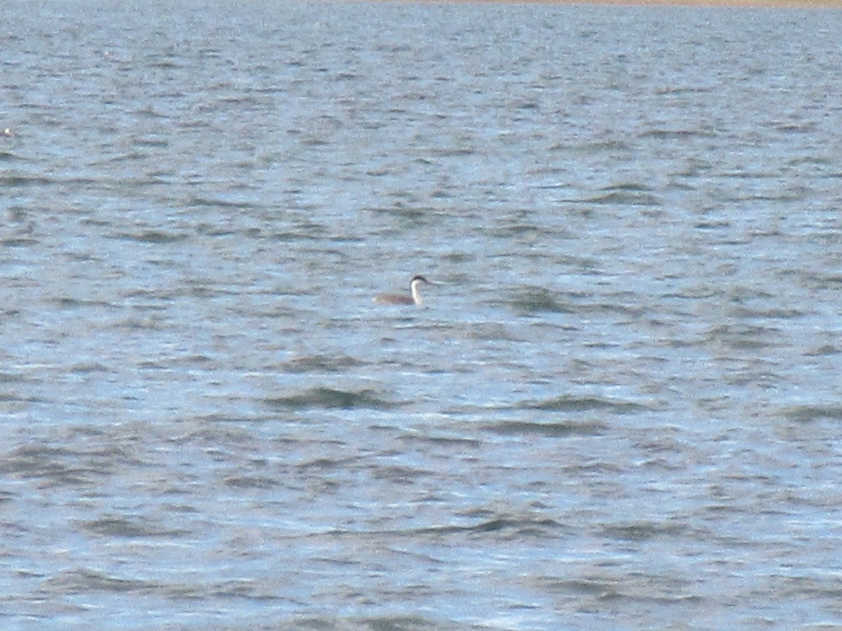 Western/Clark's Grebe - ML642977959
