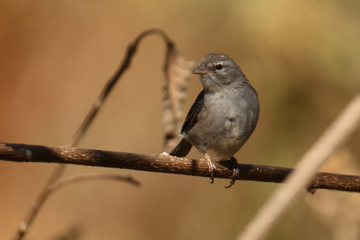 Ash-breasted Sierra Finch - ML642977982
