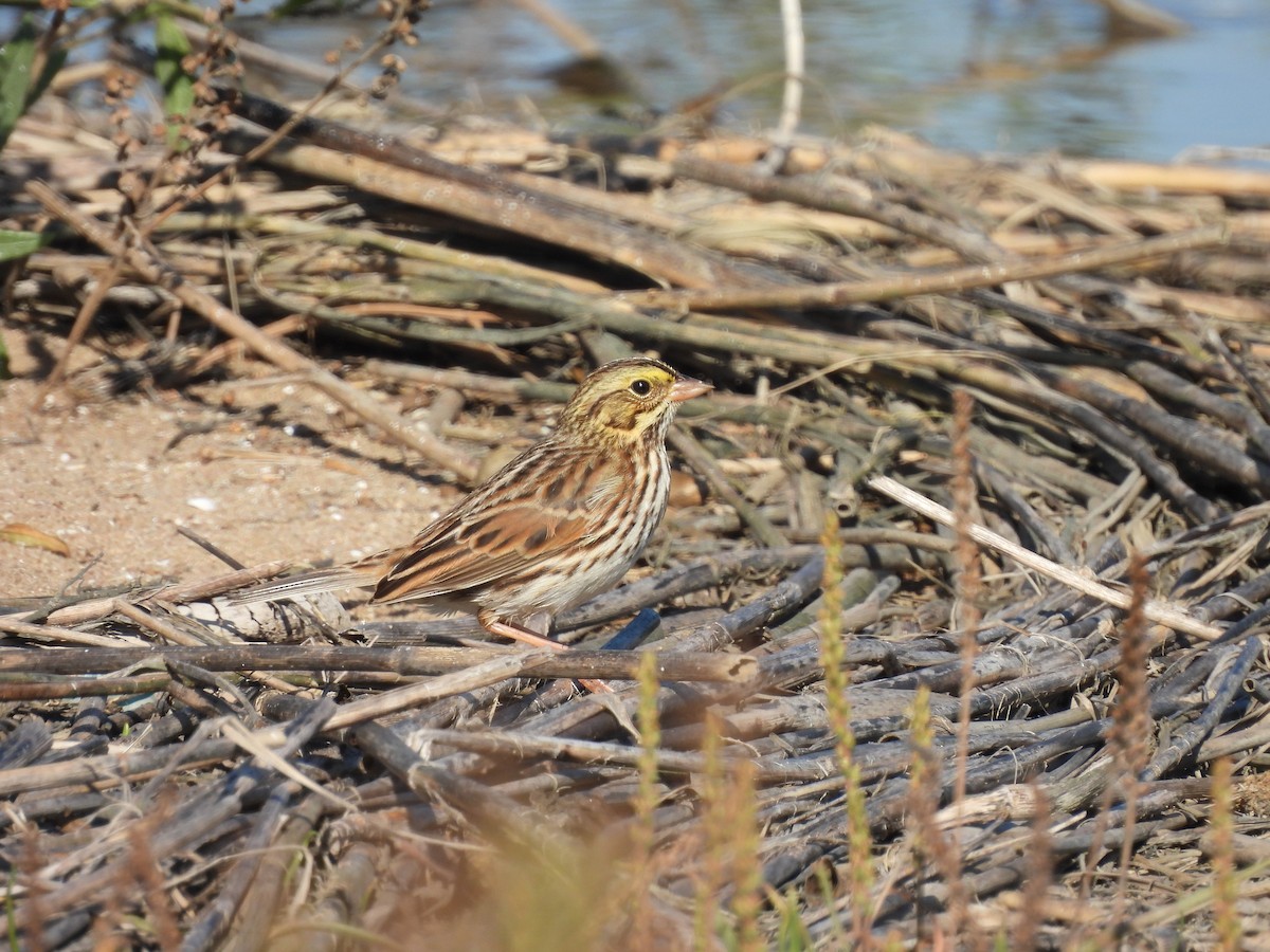 Savannah Sparrow - ML642977983