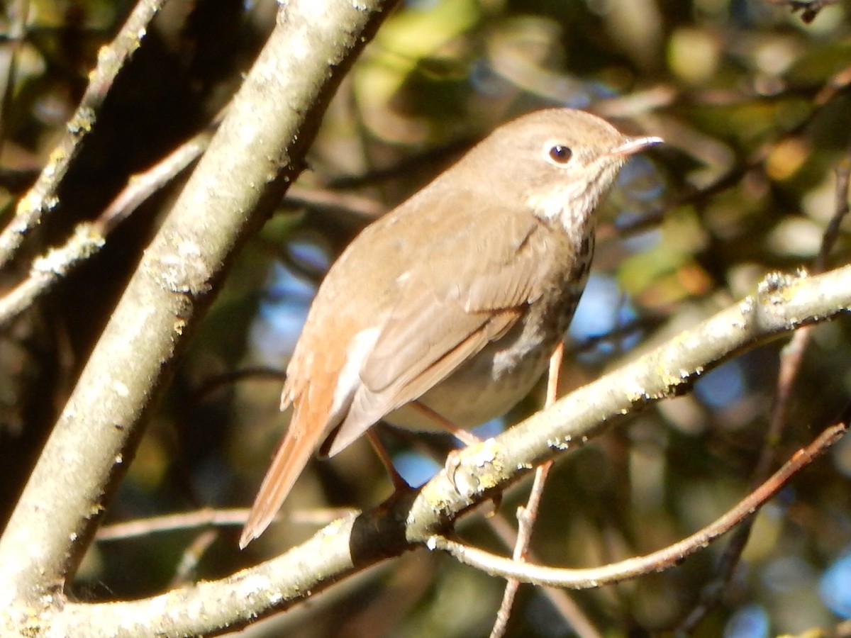 Hermit Thrush - ML642978000