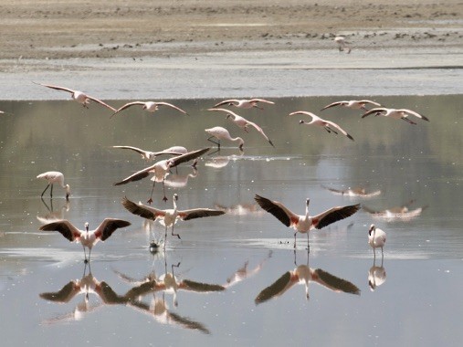 Lesser Flamingo - ML642978007