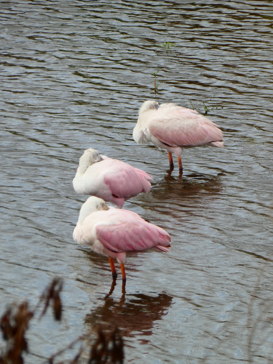Roseate Spoonbill - ML642978022