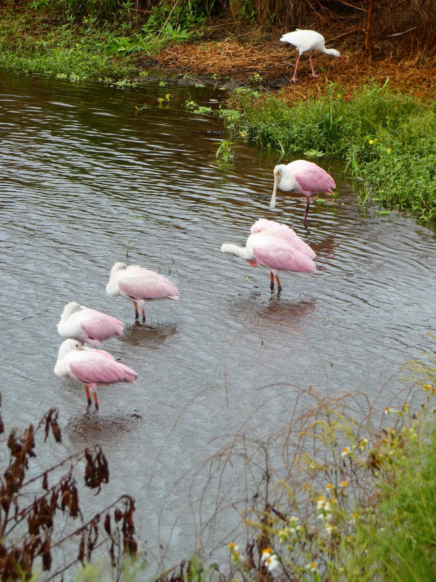 Roseate Spoonbill - ML642978024