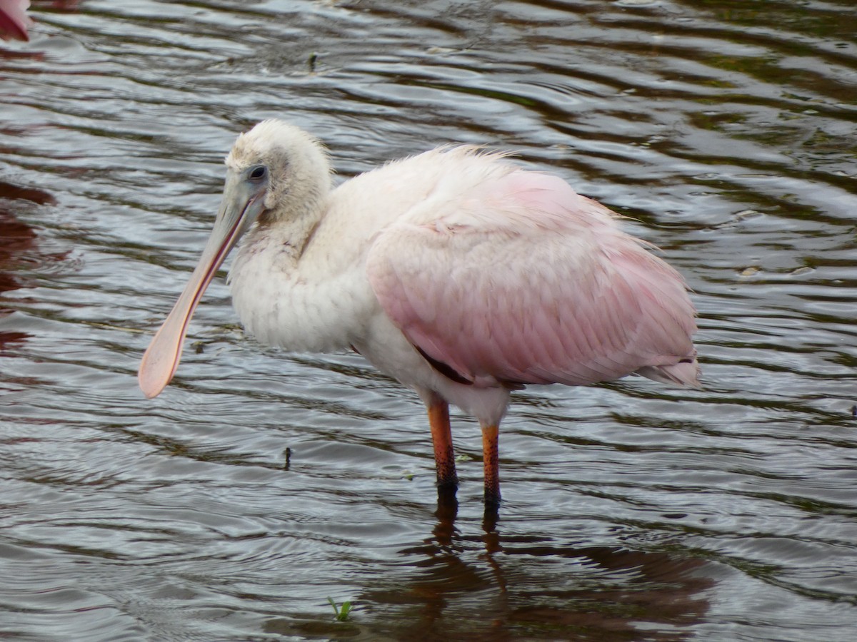 Roseate Spoonbill - ML642978025