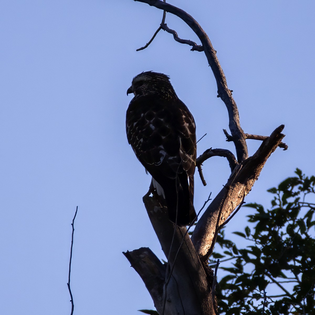 Broad-winged Hawk - ML642978029