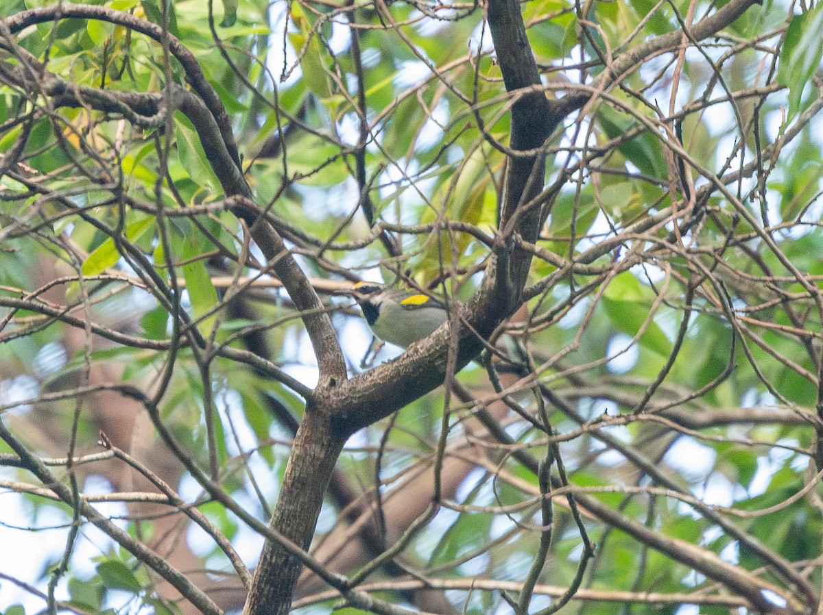 Golden-winged Warbler - ML642978039