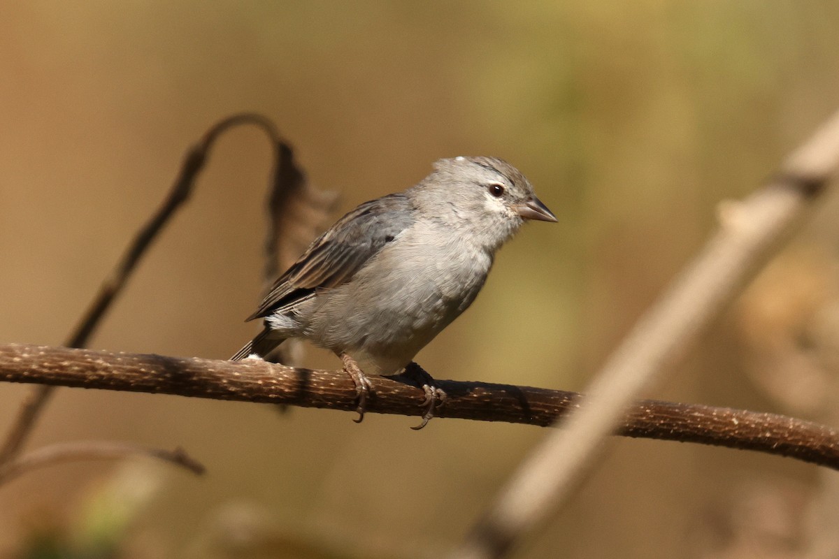 Ash-breasted Sierra Finch - ML642978040