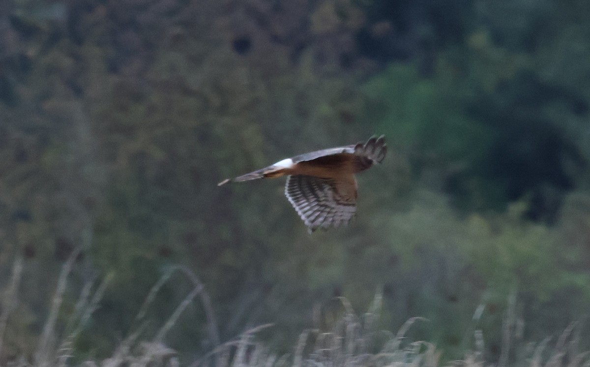 Northern Harrier - ML642978043