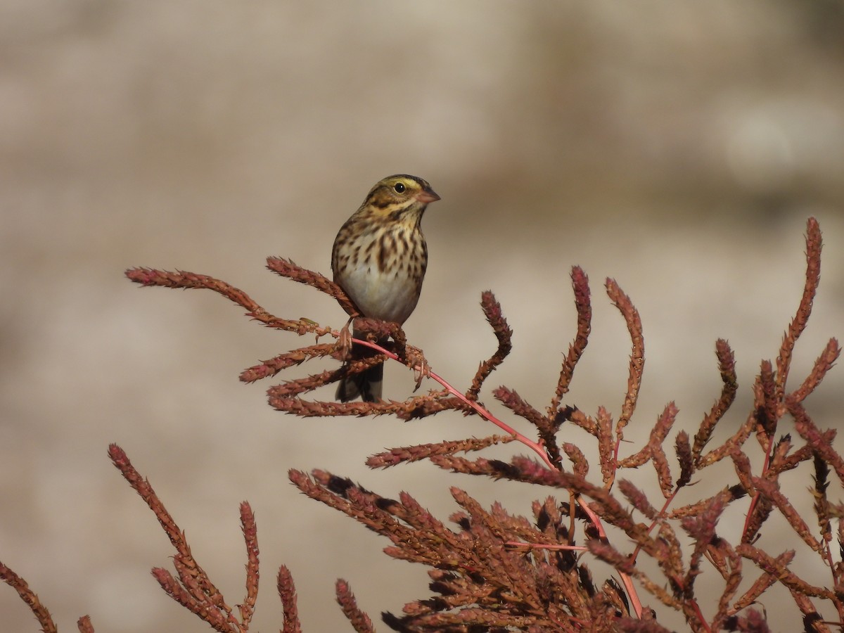 Savannah Sparrow - ML642978050