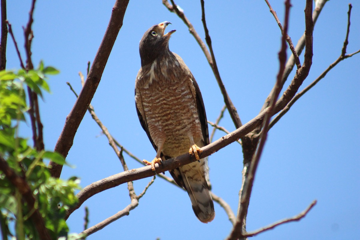Roadside Hawk - ML642978051