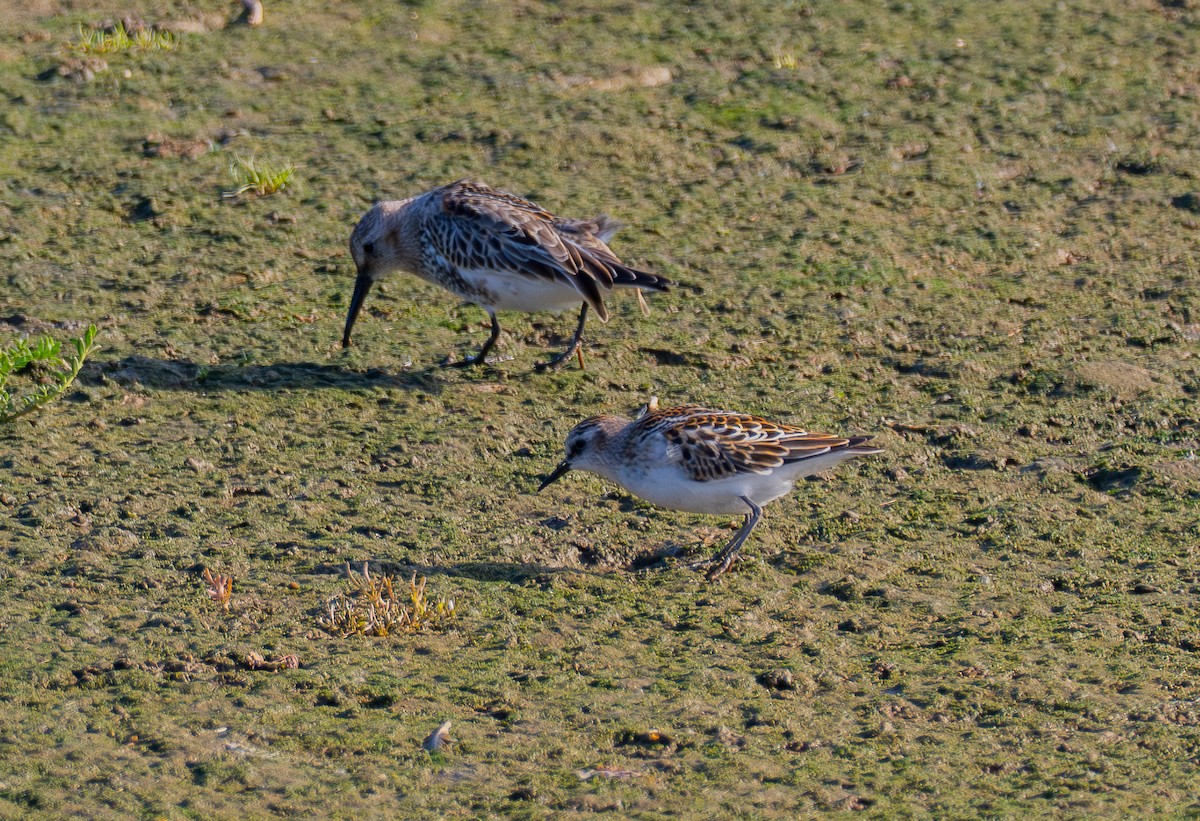 dvergsnipe - ML642978057