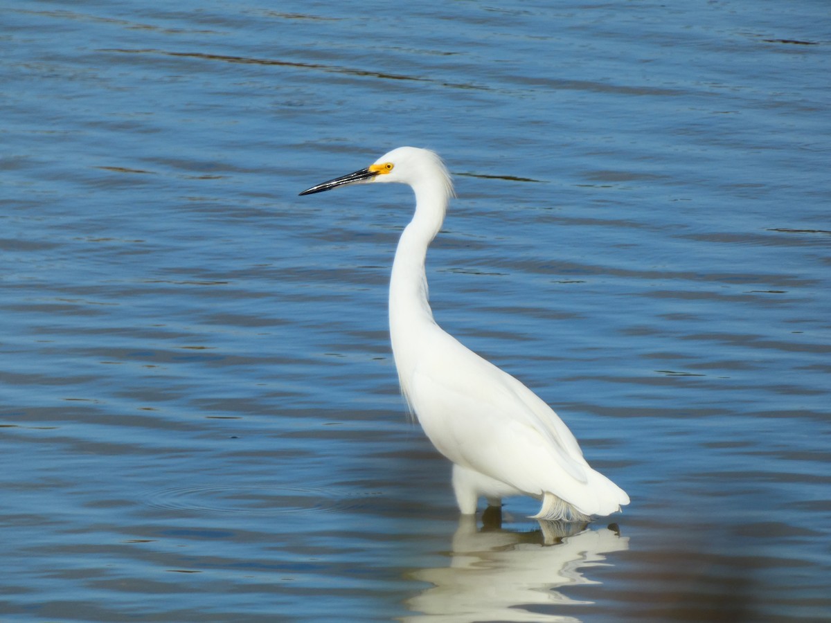 Aigrette neigeuse - ML642978063