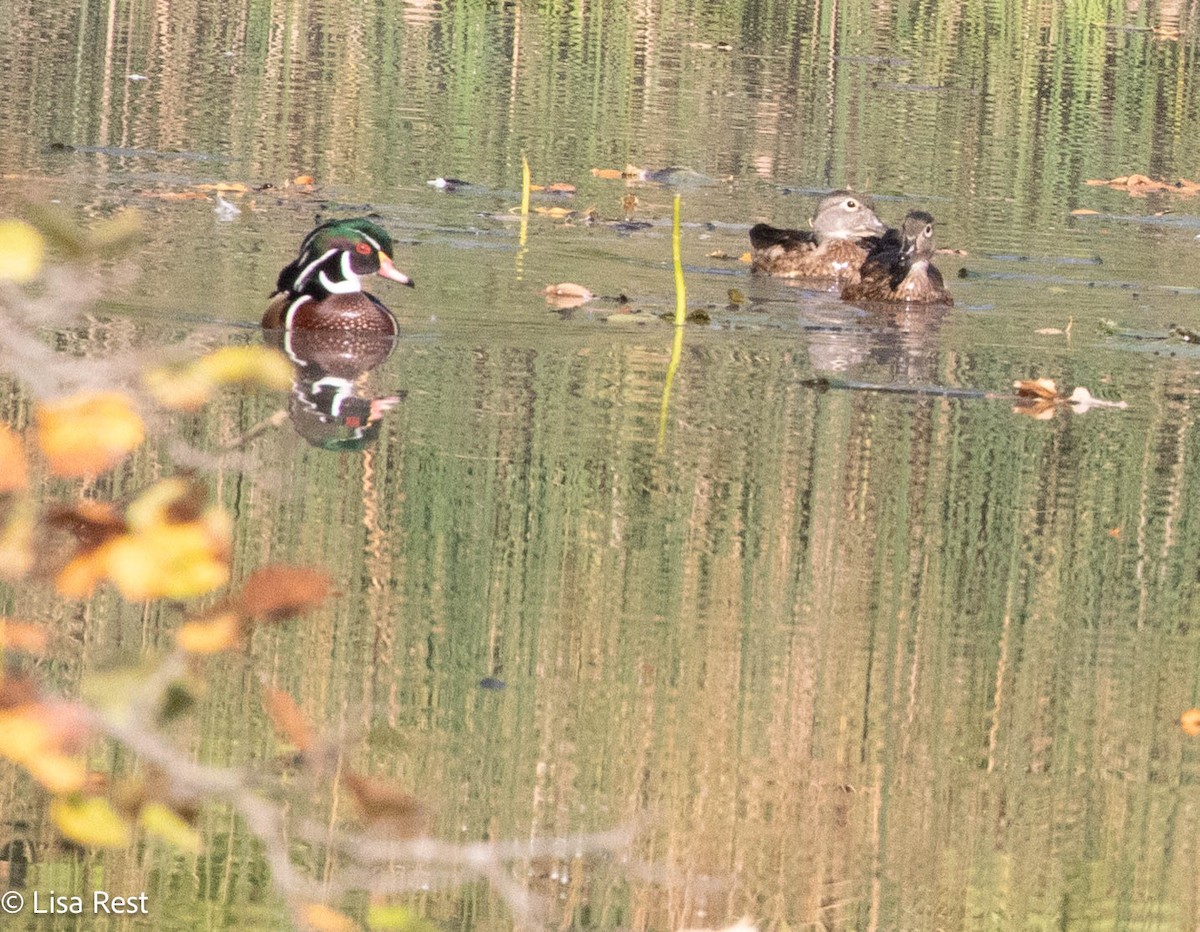 Wood Duck - ML642978081