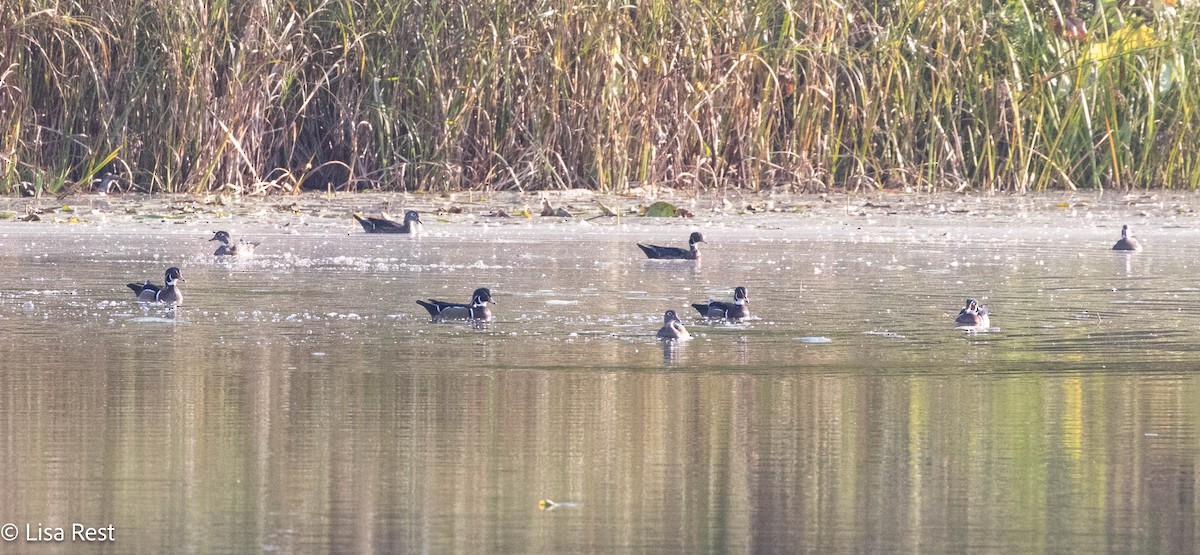 Wood Duck - ML642978082