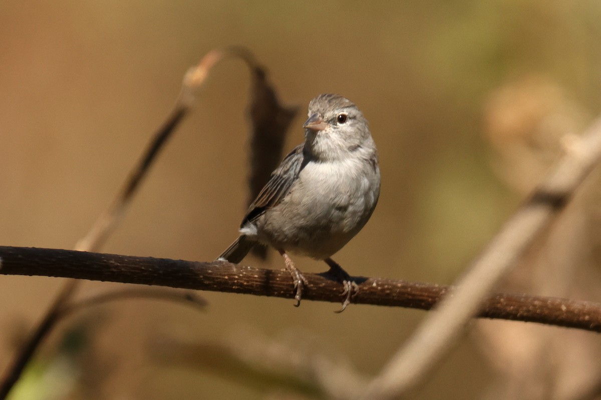 Ash-breasted Sierra Finch - ML642978084