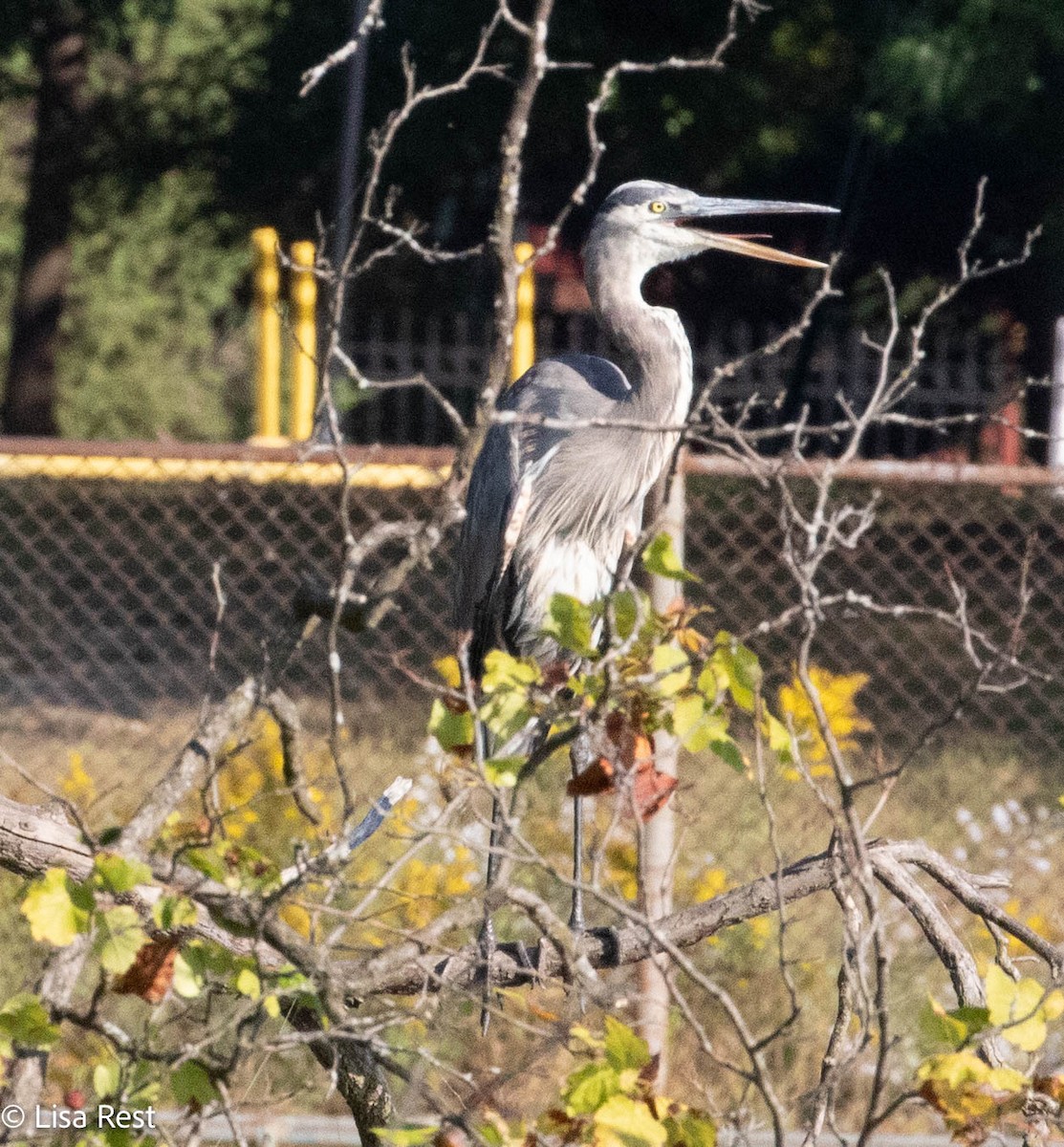 Great Blue Heron - ML642978098