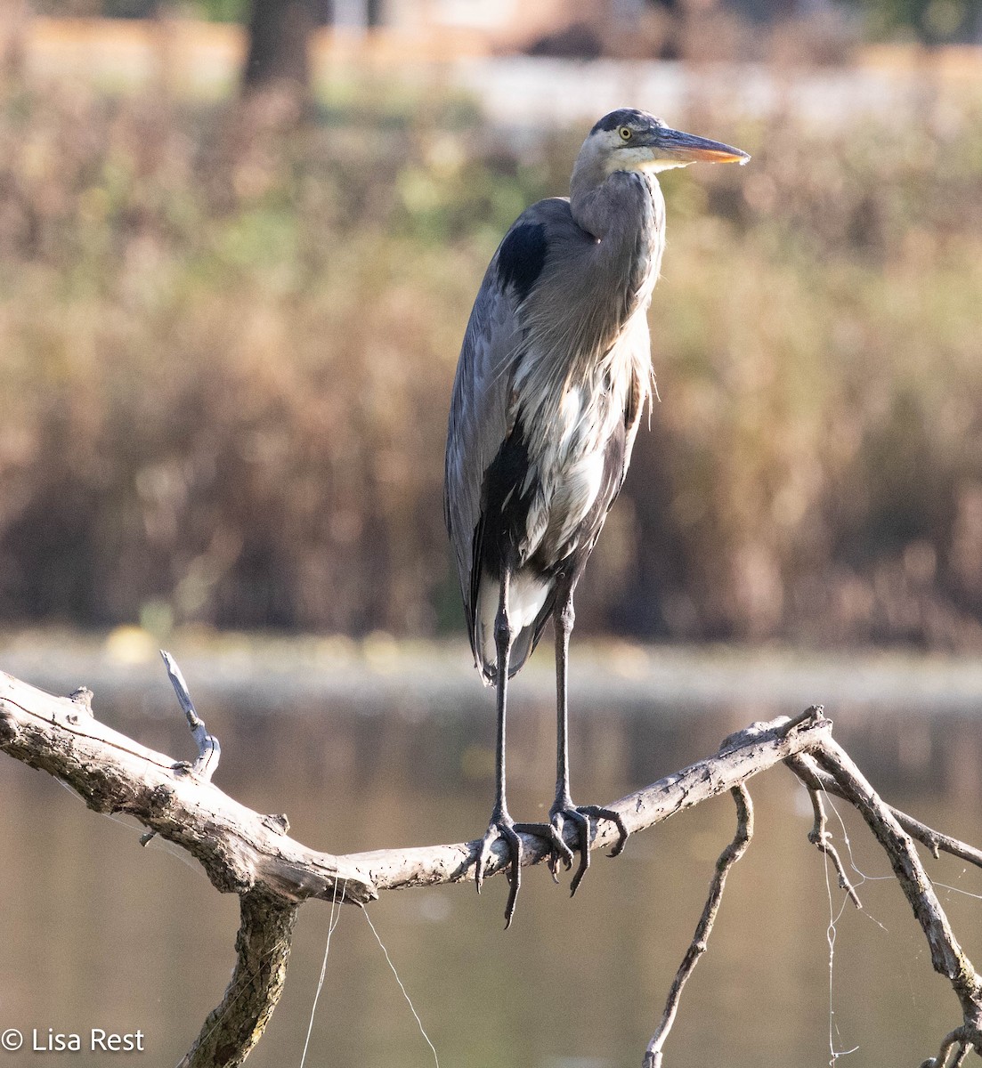Great Blue Heron - ML642978099