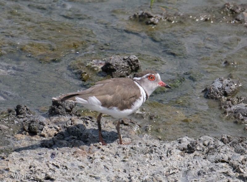 kulík třípásý - ML642978104