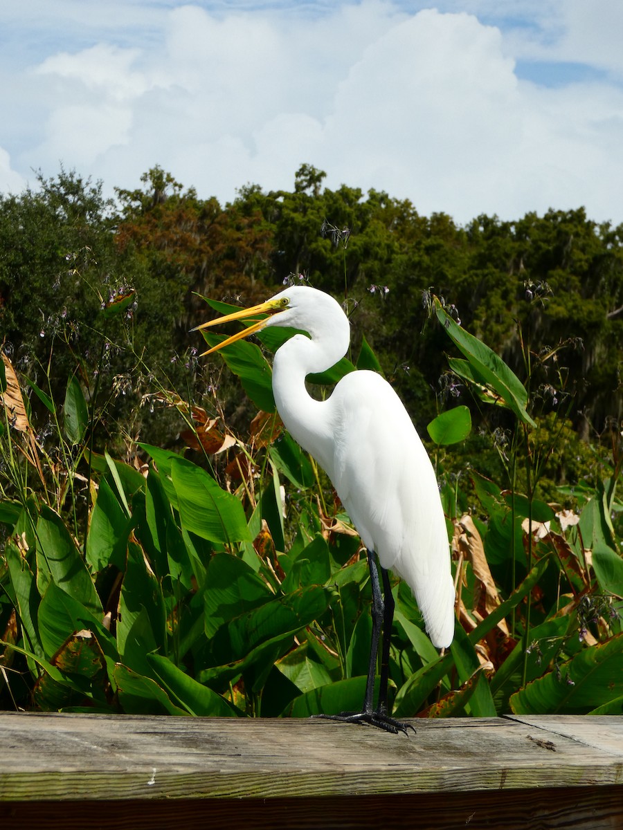 Grande Aigrette (egretta) - ML642978107
