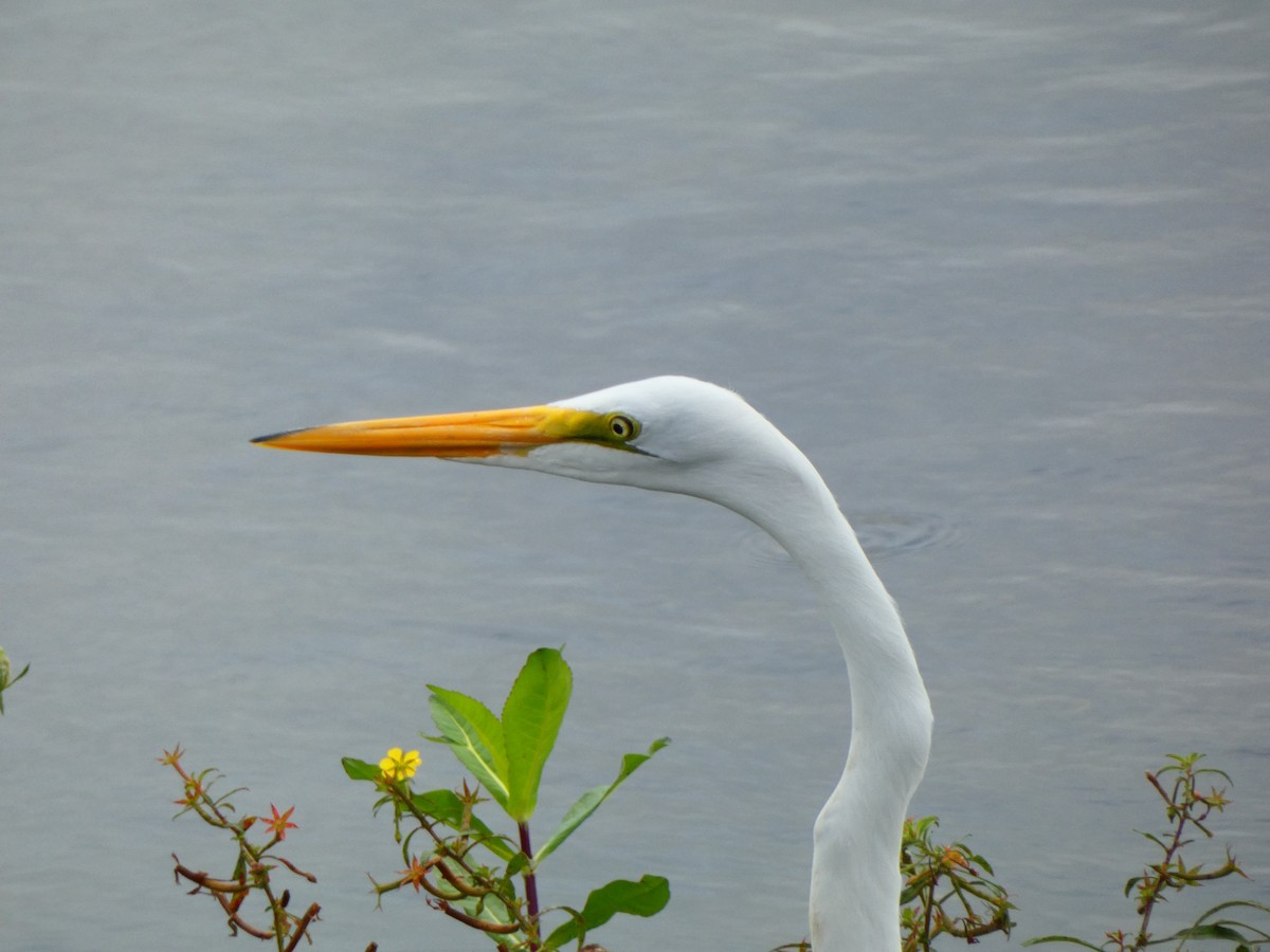 Grande Aigrette (egretta) - ML642978109