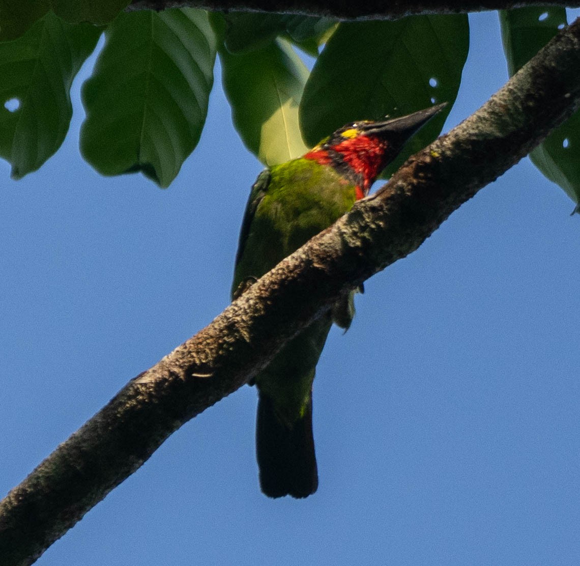 Black-banded Barbet - ML642978112