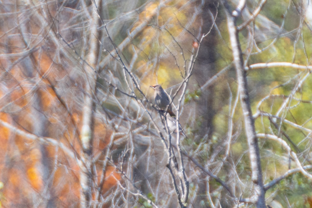 Bohemian Waxwing - ML642978115